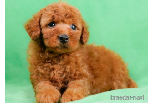 成約済の東京都のトイプードル-225166の5枚目